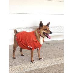 コラートの忠犬ハチ公、シリパージュタポーン王女が引き取る タイ