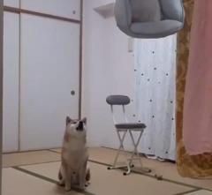飼い主に文句を言い続ける柴犬 「早くベッド返して～」