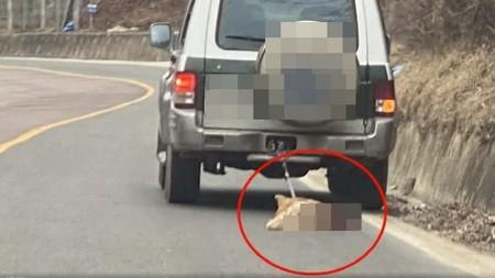 車で犬引きずった運転手に執行猶予付き判決、「犬に運動させようと…殺意はなかった」=韓国