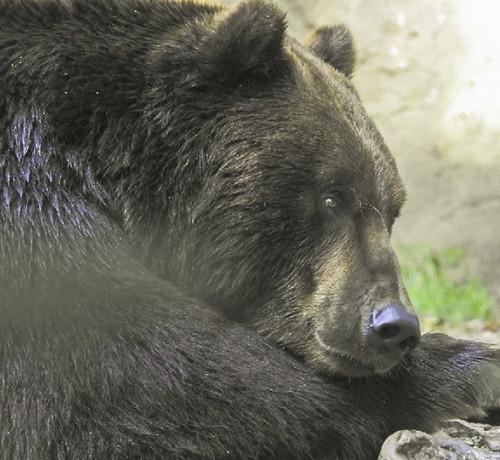 “露天風呂でくつろぎ、その後うたた寝するクマ”アメリカで発見される