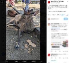 奈良公園に「シカ高せんべい安」の波満腹のシカがせんべい無視のイメージ画像