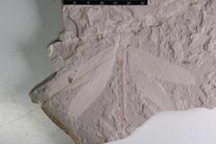 内モンゴル自治区で1億6500万年前のトンボの化石を発見―中国のイメージ画像