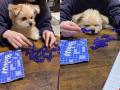 ちょっぴり退屈？ボードゲームに参加..