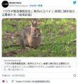 【速報】スペイン ウサギ緊急事態宣言..