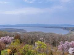 桜のオホーツク流氷館展望台