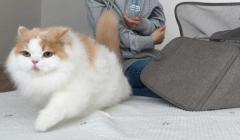動物病院に行きたくない猫 飼い主の腕をすりぬけ脱出成功→すたこらさっさ