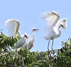 富山でサギ100羽超死ぬ、環境省が調査しても深まる謎