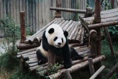 韓国大邱市長が中国にパンダ「贈与」要請報道＝中国ネット「方針変更を知らないの？」のイメージ画像