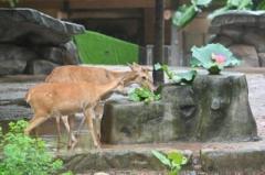 広州動物園が動物のために「暑さ対策メニュー」―中国