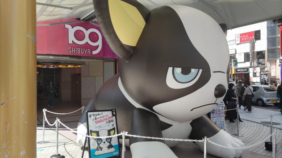 渋谷にイギーのイメージ画像