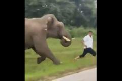 インド南部で観光客がゾウに追いかけられ、危うく踏み殺されそうに【動画】