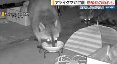 厄介者に注意…住宅に複数の“アライグマ” 爪で引っかかれると感染症の恐れも 山梨のイメージ画像