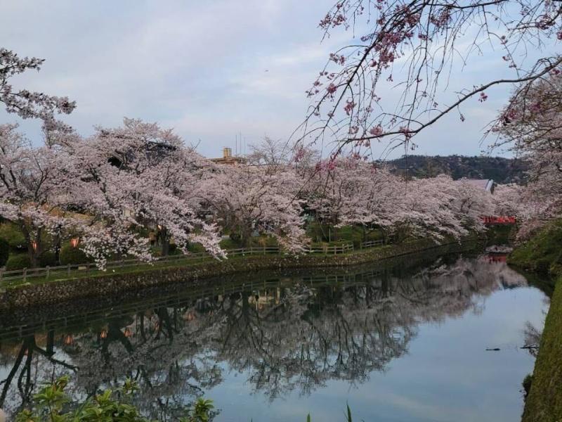 鹿野城の桜のイメージ画像