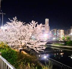 土居川の夜桜のイメージ画像