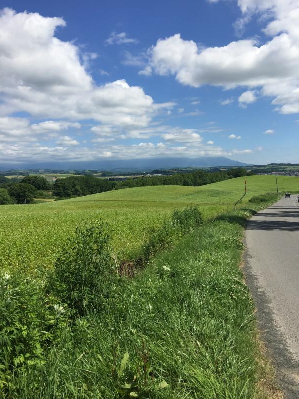 美瑛の散歩道のイメージ画像