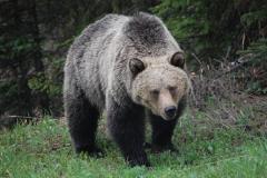 ハイイログマがハンターを殺害 米アラスカ州の国立公園