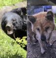 「腹はへこみ内臓は全部食べられていた」愛犬“ダイくん”をクマに殺された飼い主の慟哭「ダイを返せ、クマが憎い」「なんでこんな死に方してしまうんだよ……」