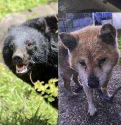 「腹はへこみ内臓は全部食べられていた」愛犬“ダイくん”をクマに殺された飼い主の慟哭「ダイを返せ、クマが憎い」「なんでこんな死に方してしまうんだよ……」