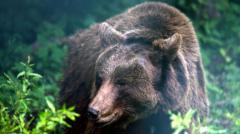「苦痛を与えない方法を」捕獲したクマの処分をめぐり物議のイメージ画像