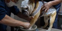ブルドッグぶるまるチャンネルが愛犬と共に陶芸教室へ！ぶーちゃんも作品作りに挑戦のイメージ画像