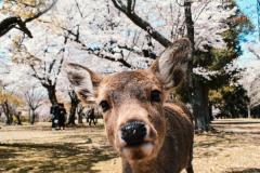 訪日客の悪行8選、奈良の鹿をたたく、温泉にカメラ持ち込む、ホテルをごみ廃棄場に…―香港メディア