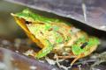 チリで絶滅が危惧されたカエルをイギ..