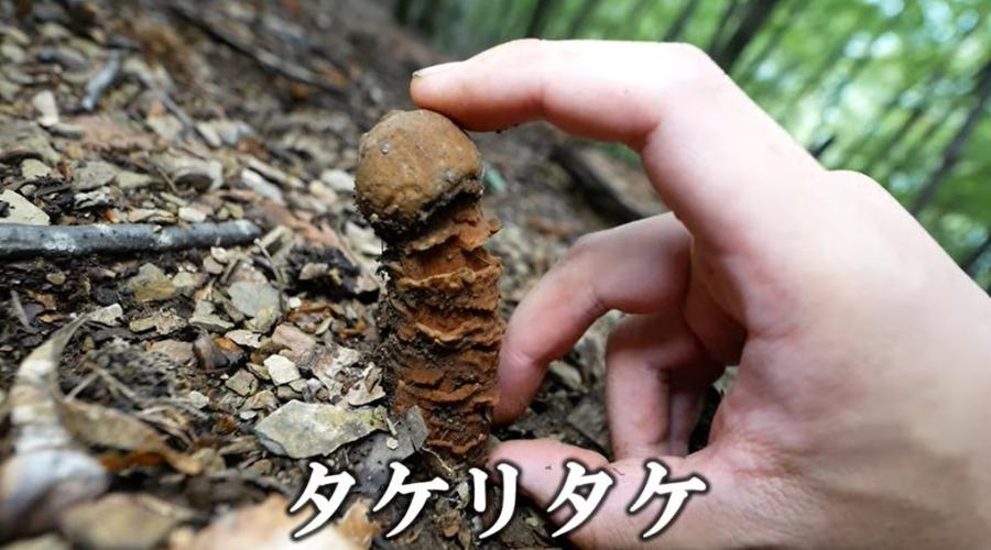 🌍【見た目が】うごめ紀がタケリタケの生態を解説!「森の〇〇〇」【アウト】 - ニュース総合掲示板|49レス|爆サイ.com南関東版