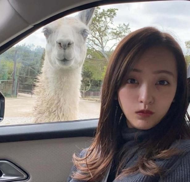 板野友美、「同じ顔？」アルパカとの2ショット写真に大反響