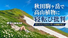 日本在住のタイ人インフルエンサー、秋田駒ヶ岳で高山植物の上に寝転ぶ投稿に批判のイメージ画像