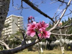 漫湖公園と桜のアップのイメージ画像