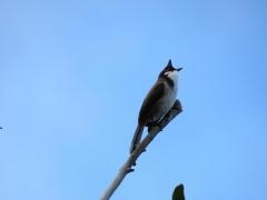 タイ、コウラウン（紅羅雲）を「保護野生動物」リストから除外へ密猟抑止と合法繁殖を狙いのイメージ画像