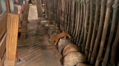 ディズニーシーに痩せた猫…ダレノガレ明美が保護を訴える 米ディズニーとの違いに注目のイメージ画像