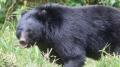 クマ被害を受けた男性が撃退アイテムを発明　注文殺到の反面SNSで不安の声