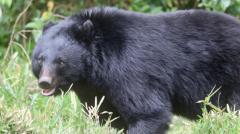 クマ被害を受けた男性が撃退アイテムを発明 注文殺到の反面SNSで不安の声のイメージ画像