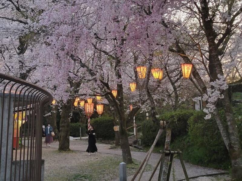 夕暮れの打吹公園・桜のイメージ画像