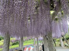 藤岡市庚申山総合公園：ふじまつりのイメージ画像