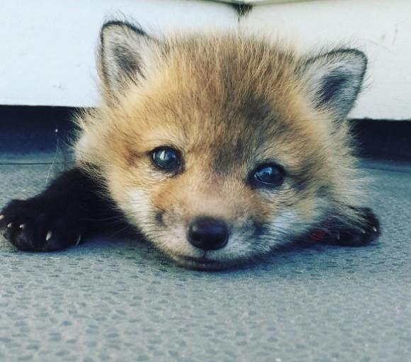 狐か狸に見える 犬 それとも猫 人によって見え方が変わる不思議な雲 爆サイ Com山陰版