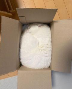 猫が箱にシンデレラフィットおろしたてのタオルかな？のイメージ画像