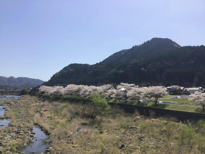 大山町の桜並木のイメージ画像