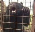 きのう女性がクマに襲われ、大けが 夫..