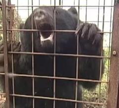 きのう女性がクマに襲われ、大けが 夫がクマをスコップで殴り撃退 人的被害は今年2件目 山梨
