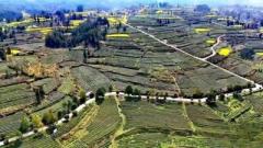 貴州省の茶畑、ビッグデータで全過程のモニタリングを実現―中国のイメージ画像