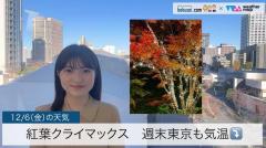 紅葉もクライマックス週末東京も気温⤵のイメージ画像