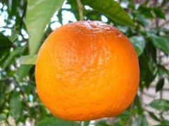 オレンジを「だいだい色」って言わない！？色の和名とカタカナ名の関係