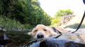 犬の川涼み「お浸かり」今年も始まる..