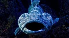 日本から50キロ！「伝説の深海魚」が異例の5回出現──「地震の予兆か」と憶測も