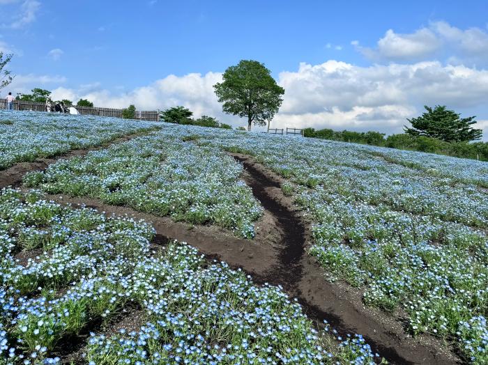 ネモフィラ畑くじゅう花公園のイメージ画像