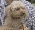 トイプードル警察犬「エリー」行方不..