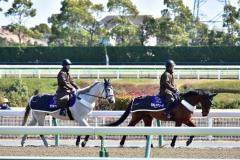 JRA 藤沢和雄厩舎最後の大物を引き継いだ厩舎に漂う「不安要素」、サウジで圧勝ダンシングプリンスでもクリア出来なかった「障壁」