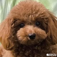 ペットフード輸出、タイがEU向けで世界第3位に浮上～前年比22.9％増の成長のイメージ画像
